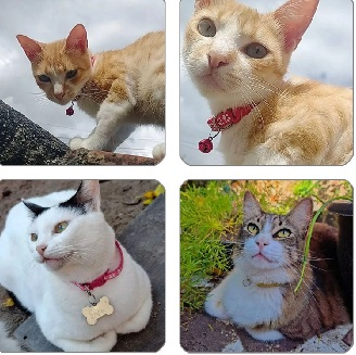 Gatos Com a Coleira